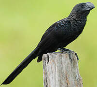 Smooth-billed Ani