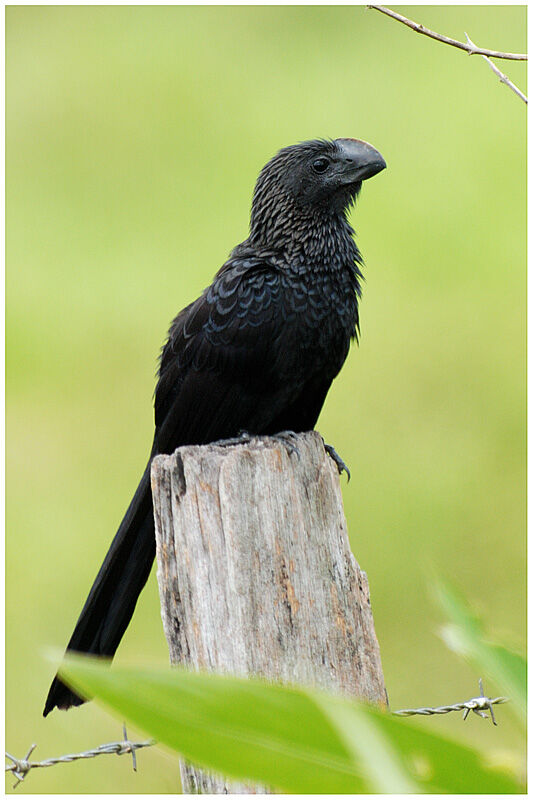 Smooth-billed Aniadult