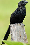 Smooth-billed Ani