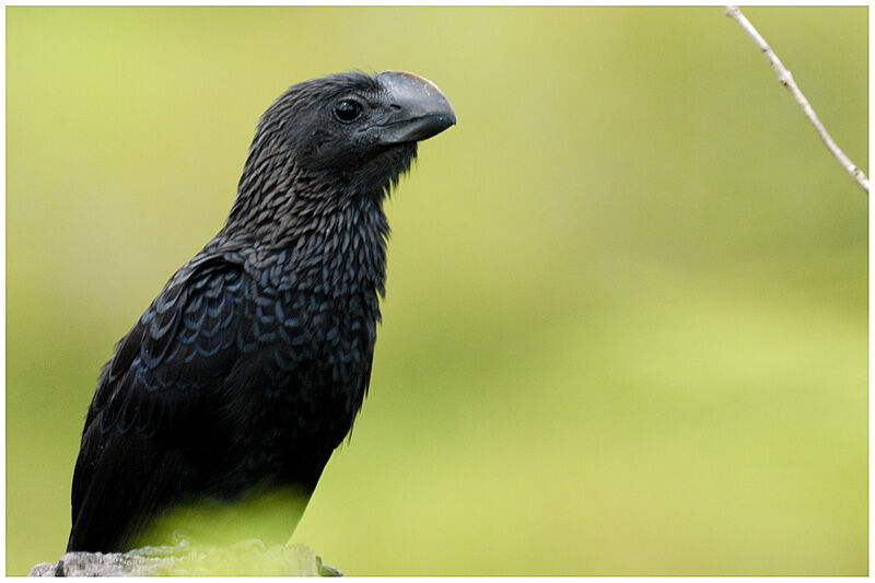 Smooth-billed Aniadult