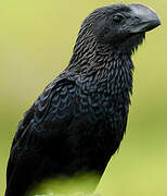 Smooth-billed Ani