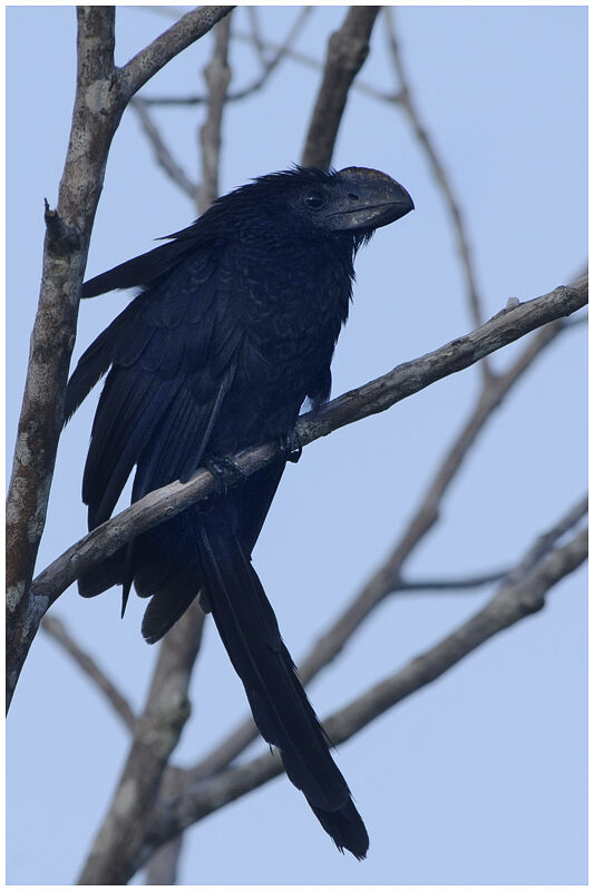 Smooth-billed Aniadult