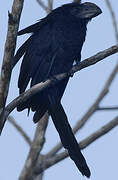 Smooth-billed Ani