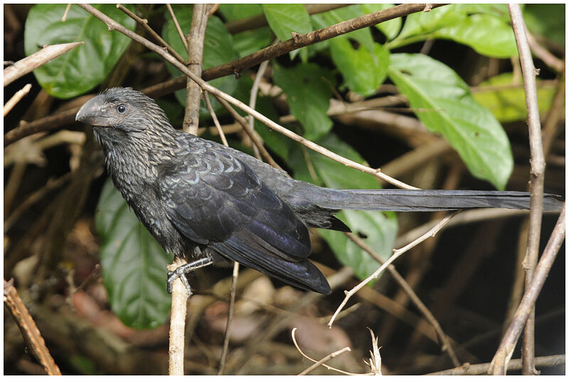 Smooth-billed Aniadult