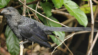 Smooth-billed Ani