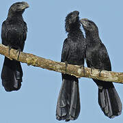 Smooth-billed Ani