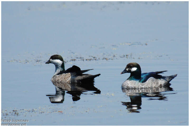 Green Pygmy Gooseadult breeding