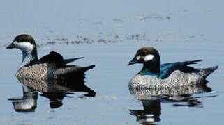 Green Pygmy Goose