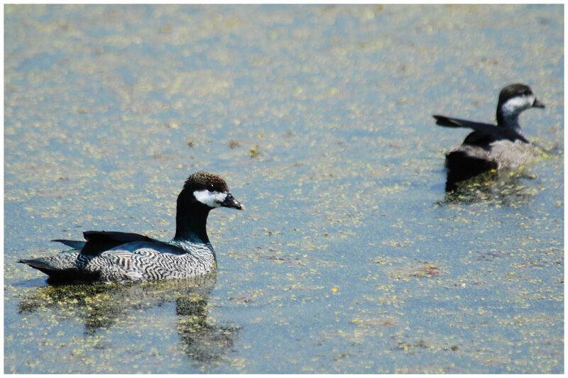 Green Pygmy Goose adult