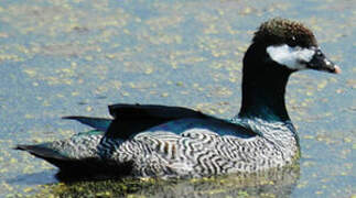 Green Pygmy Goose