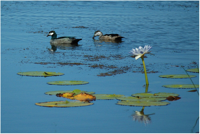 Green Pygmy Goose 