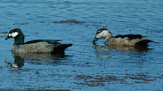 Green Pygmy Goose