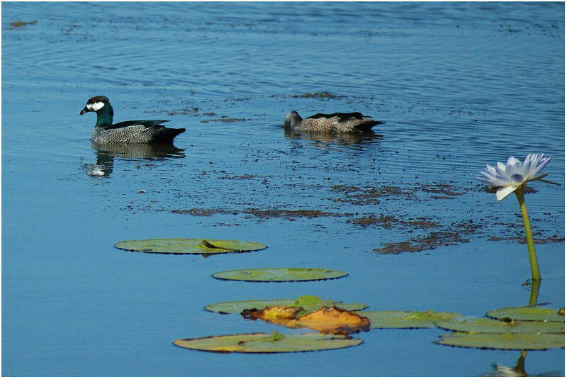 Green Pygmy Goose 