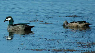 Green Pygmy Goose