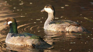 Green Pygmy Goose