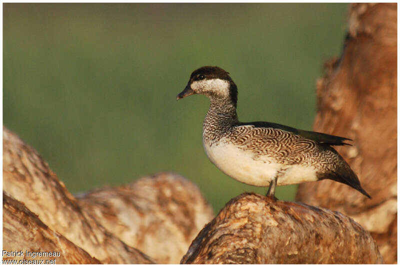 Green Pygmy Goose female adult, identification