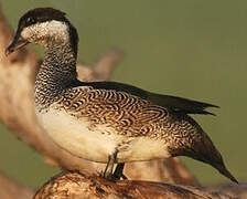 Green Pygmy Goose