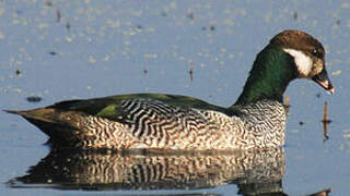 Green Pygmy Goose