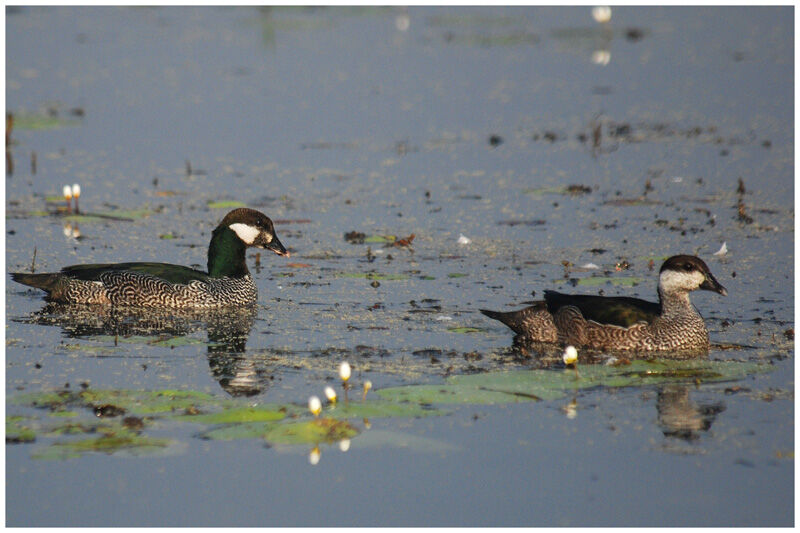 Green Pygmy Goose adult