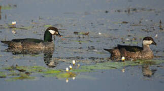 Green Pygmy Goose