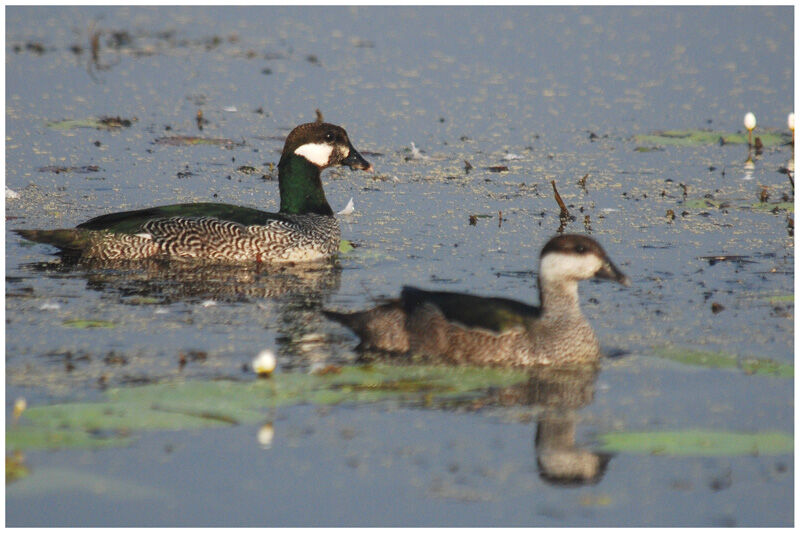 Green Pygmy Goose adult