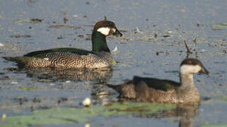 Green Pygmy Goose