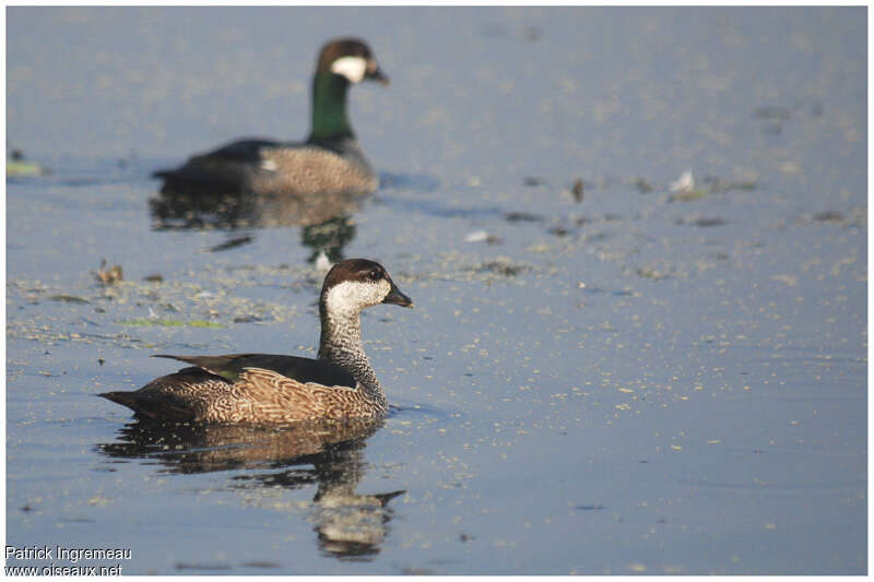 Green Pygmy Goose female adult breeding, identification