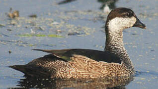 Green Pygmy Goose