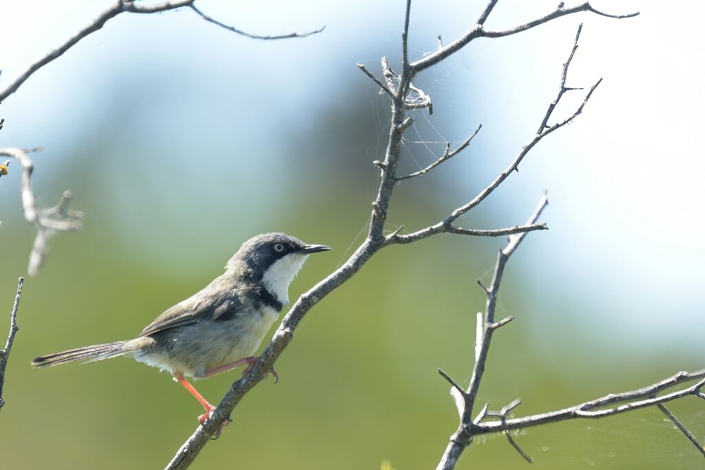 Apalis à collieradulte