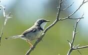 Apalis à collier