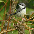 Apalis à collier