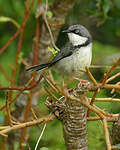 Apalis à collier