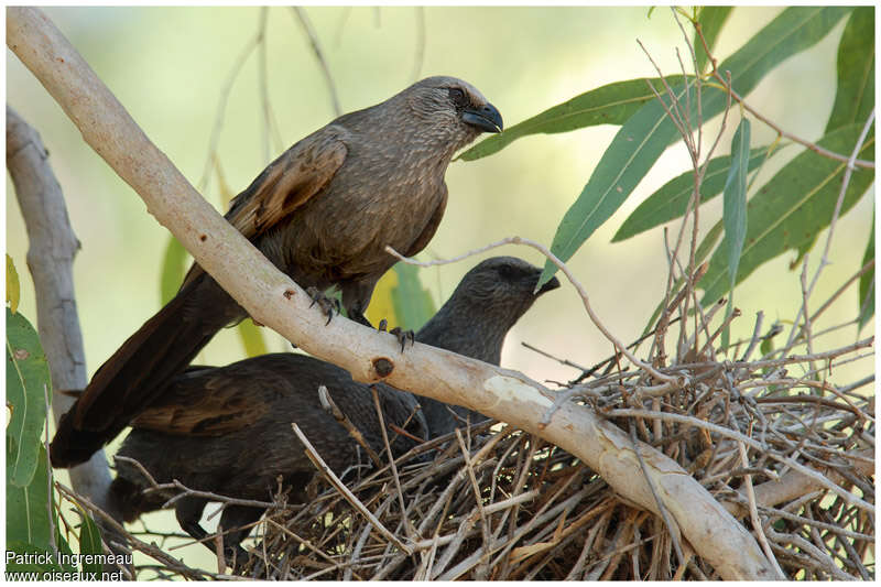 Apostlebirdadult, Reproduction-nesting