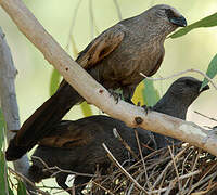 Apostlebird