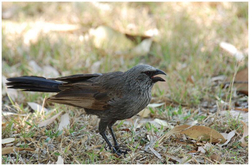 Apostlebird