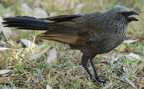 Apostlebird