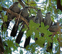 Apostlebird