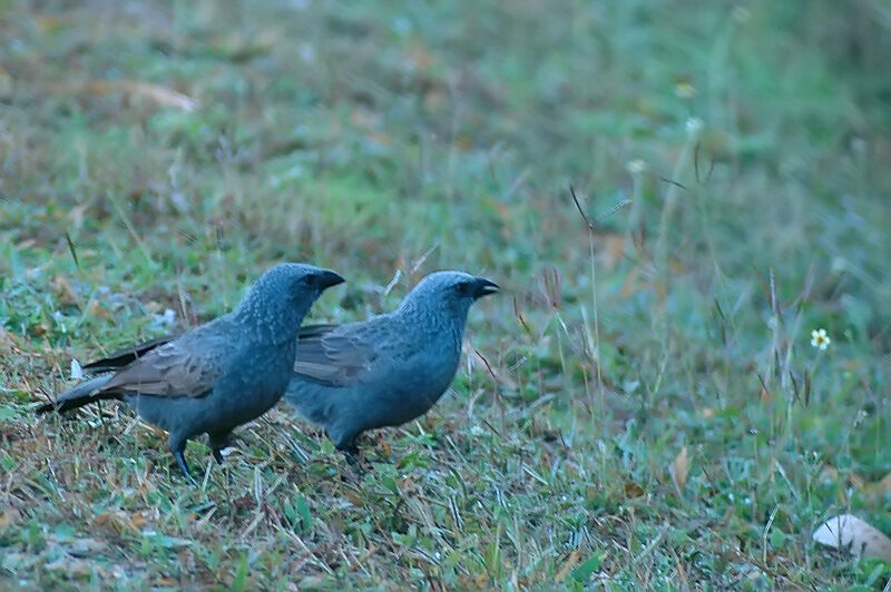 Apostlebird