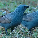 Apôtre gris