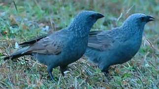 Apostlebird