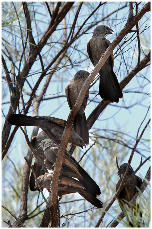 Apostlebird