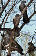 Apostlebird