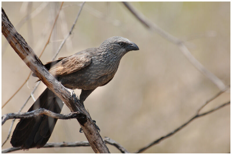 Apostlebird