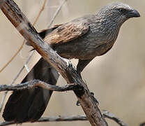 Apostlebird