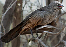 Apostlebird