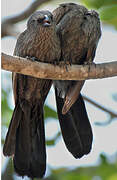 Apostlebird