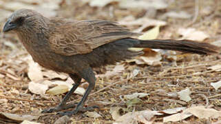 Apostlebird