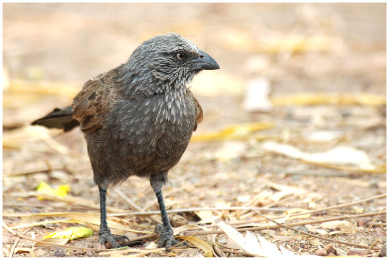 Apostlebird