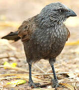 Apostlebird