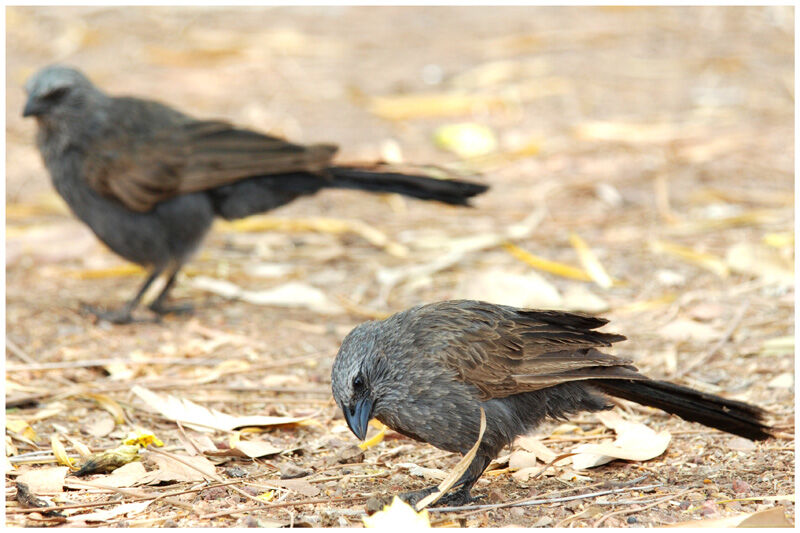 Apostlebird